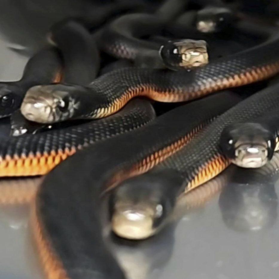 The number of venomous snakes removed from this Australian yard will make you shudder